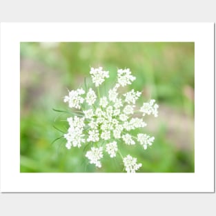 Small white flowers Posters and Art